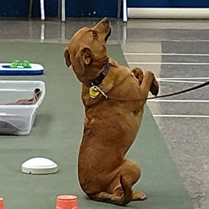 Catawba Valley Obedience Club, Hickory NC